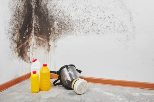 Best Mold Remediation  in Maxwell, CA
