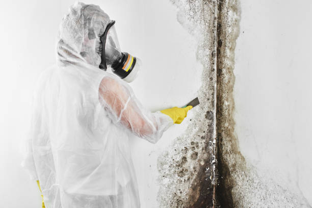 Best Local Mold Removal Service  in Maxwell, CA