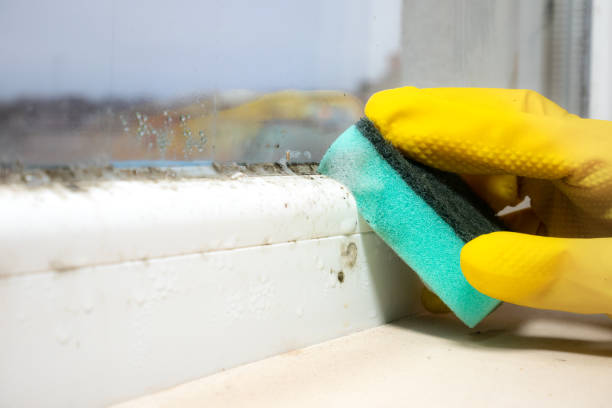 Best Home Mold Removal  in Maxwell, CA