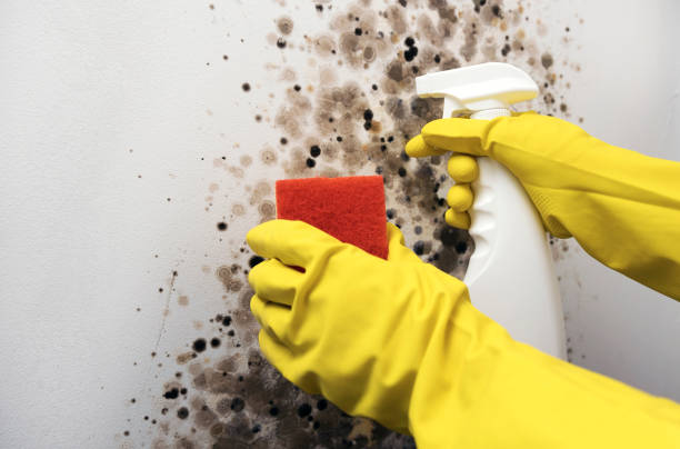 Best Mold Removal Near Me  in Maxwell, CA