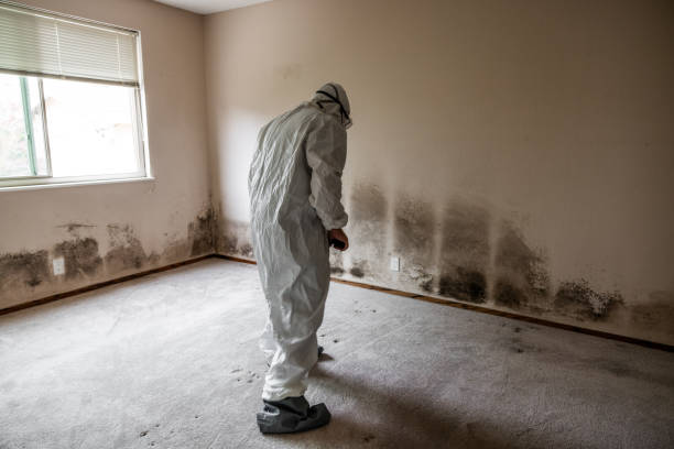 Best Attic Mold Removal  in Maxwell, CA