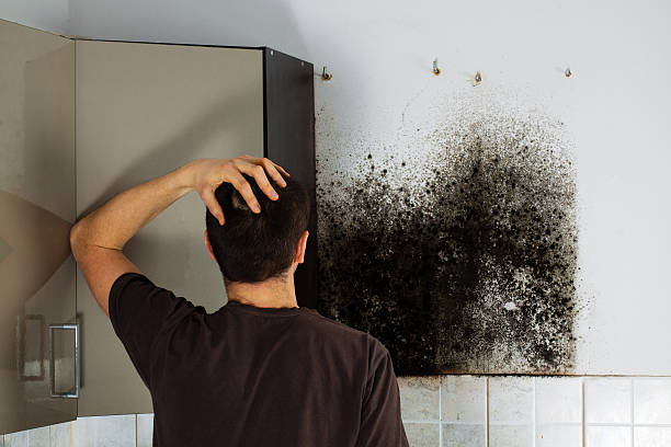 Best Toxic Mold Removal  in Maxwell, CA