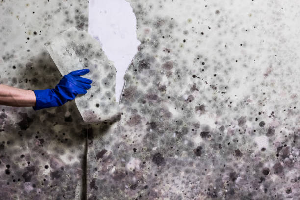 Attic Mold Removal in Maxwell, CA