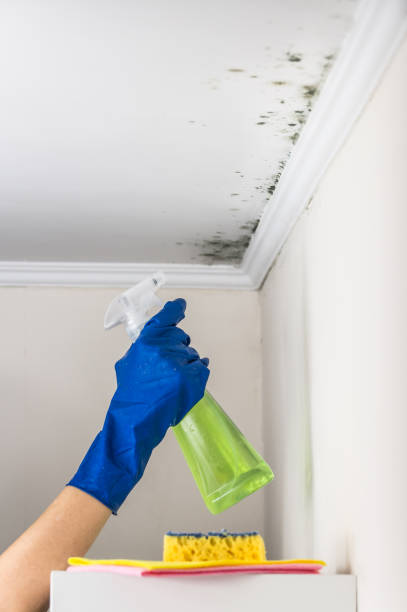 Best Fast Mold Removal  in Maxwell, CA
