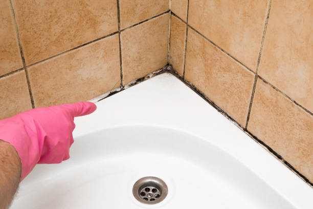 Reliable Maxwell, CA Mold Removal Solutions