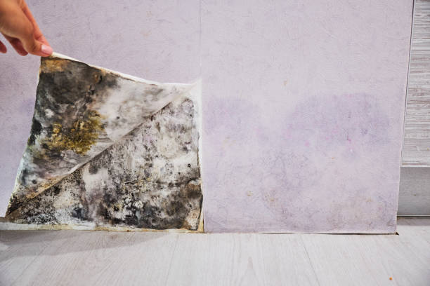Best Residential Mold Removal  in Maxwell, CA
